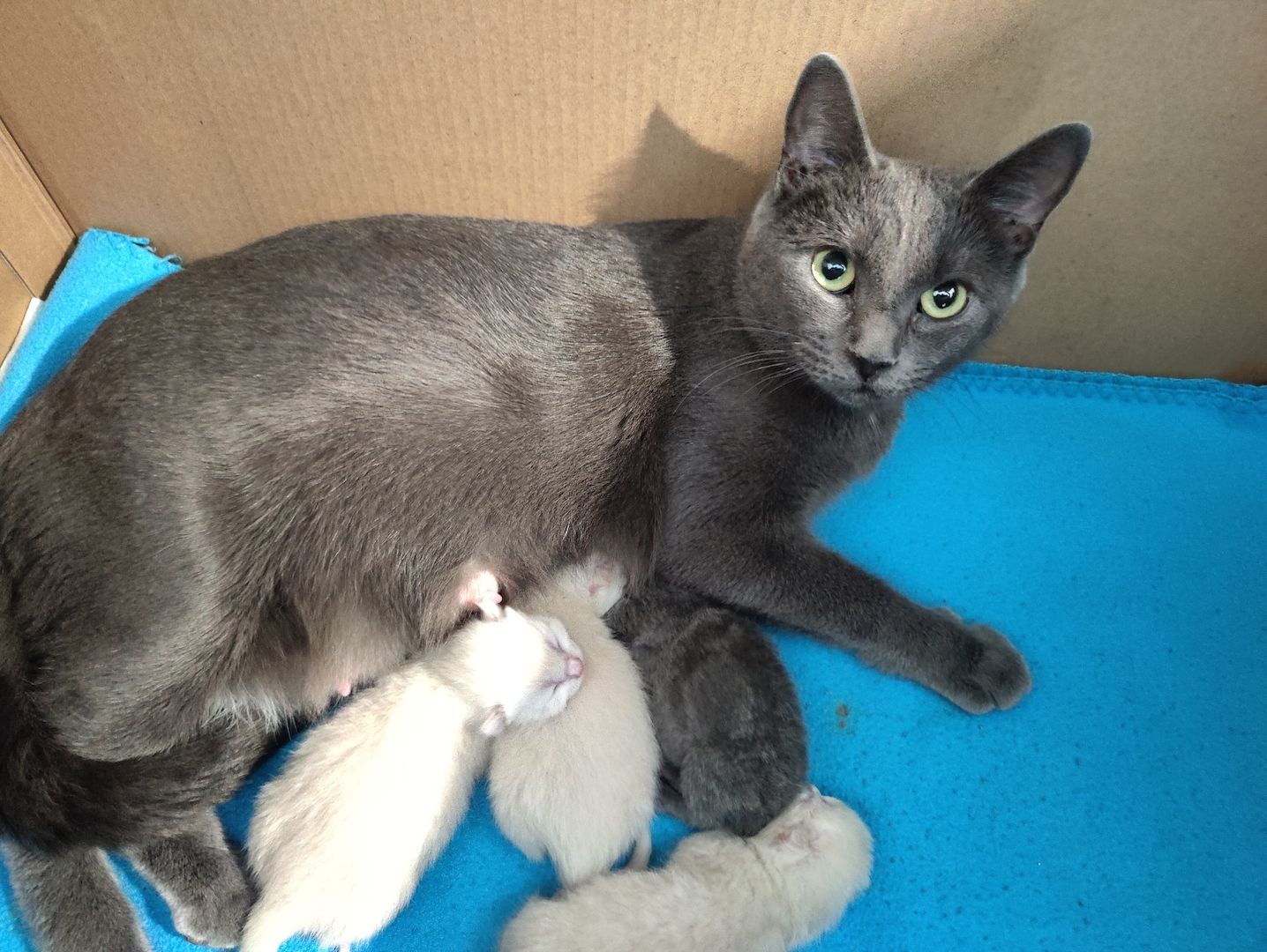 Russisch Blau und BKH Blue Point Edel Mix