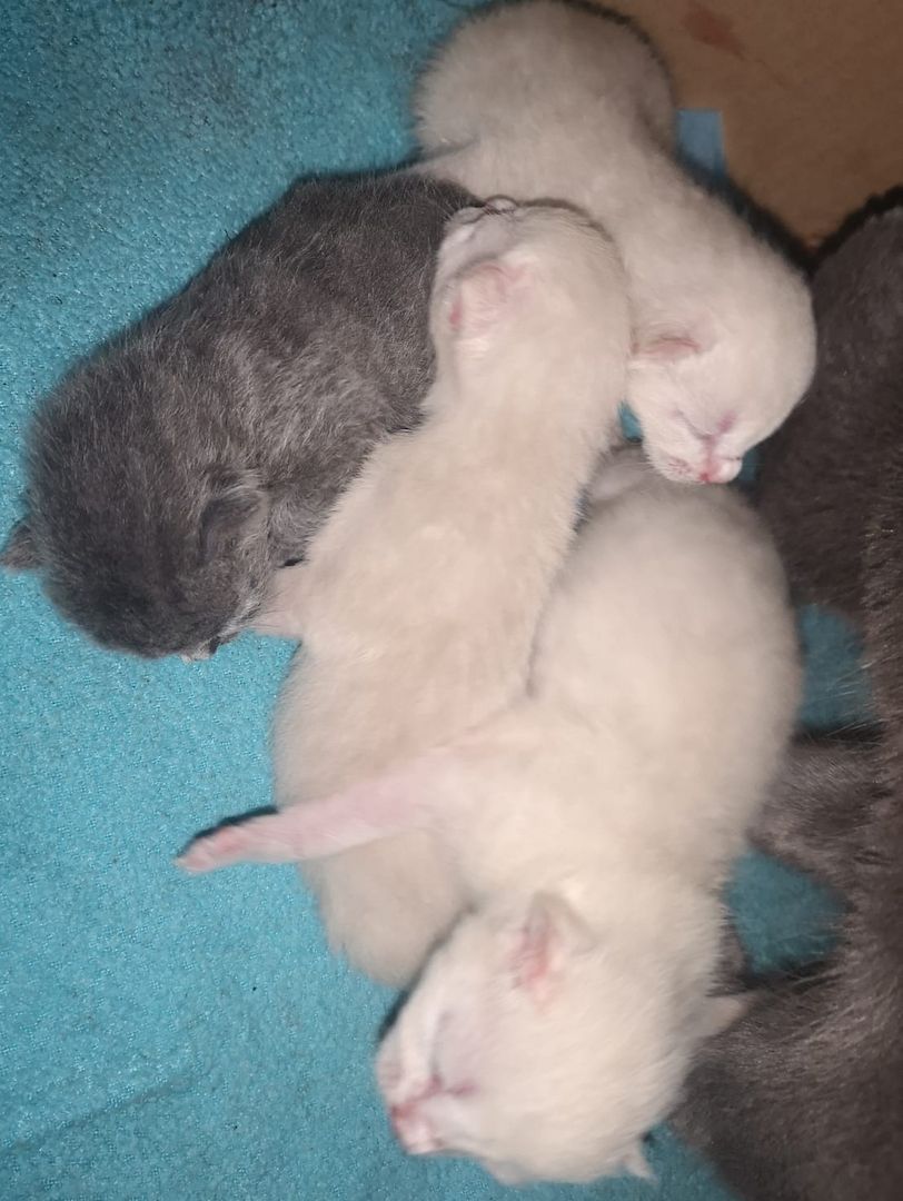 Russisch Blau und BKH Blue Point Edel Mix