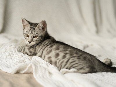 Edelmix Kitten Abgabebereit