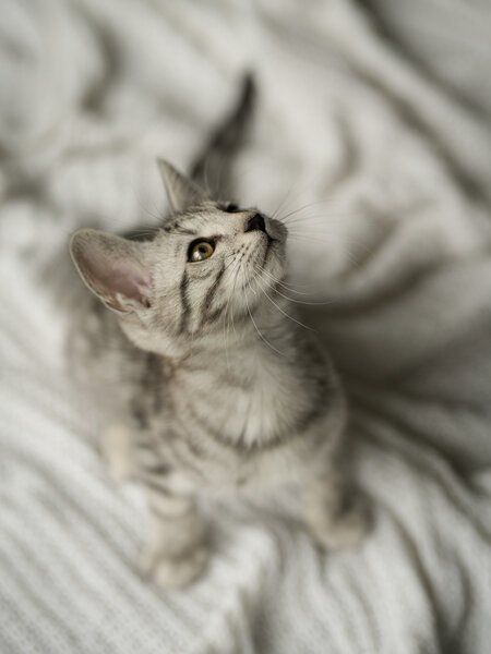 Edelmix Kitten Abgabebereit