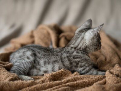 Edelmix Kitten Abgabebereit