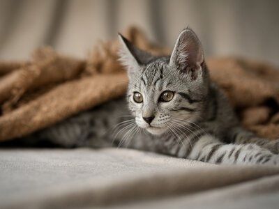 Edelmix Kitten Abgabebereit