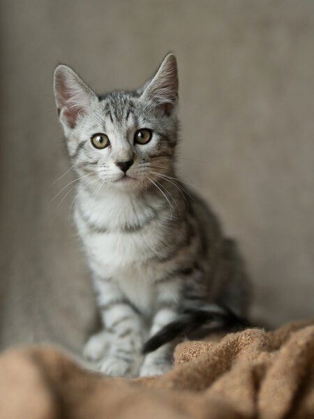 Edelmix Kitten Abgabebereit