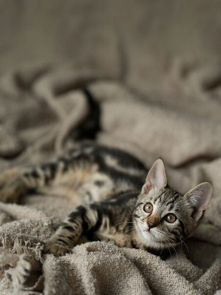 Edelmix Kitten Abgabebereit