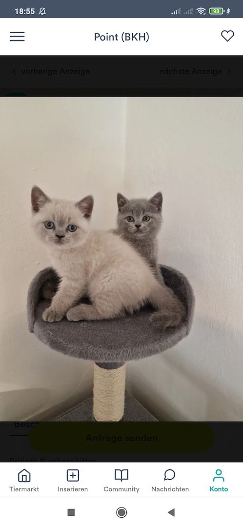 4 wunderhübsche bkh kitten reinrassige ab sofort abgabebereit 4 wunderhübsche bkh kitten reinrassige ab sofort abgabebereit