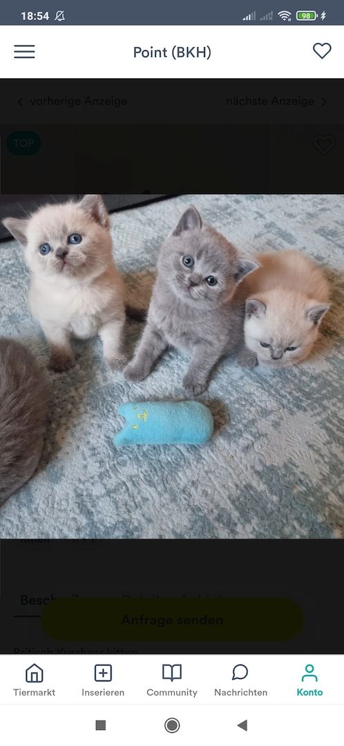 4 wunderhübsche bkh kitten reinrassige ab sofort abgabebereit 4 wunderhübsche bkh kitten reinrassige ab sofort abgabebereit