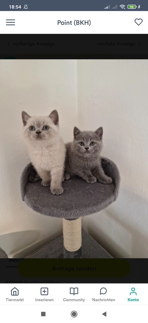 4 wunderhübsche bkh kitten reinrassige ab sofort abgabebereit 4 wunderhübsche bkh kitten reinrassige ab sofort abgabebereit