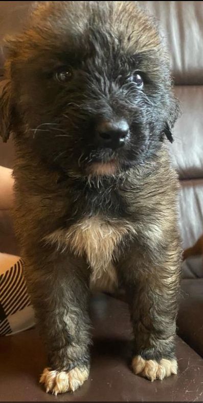 Leonberger/Bernhardiner Mix