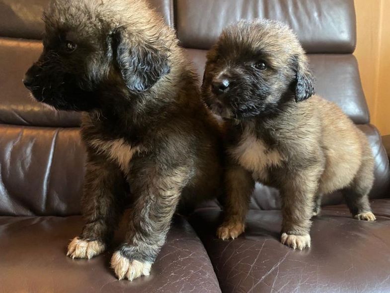 Leonberger/Bernhardiner Mix