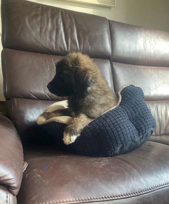 Leonberger/Bernhardiner Mix