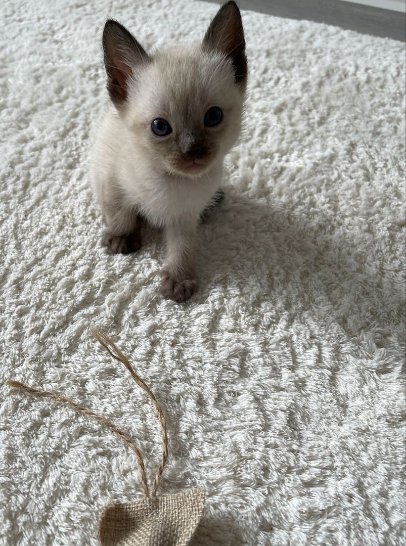 Siam kitten