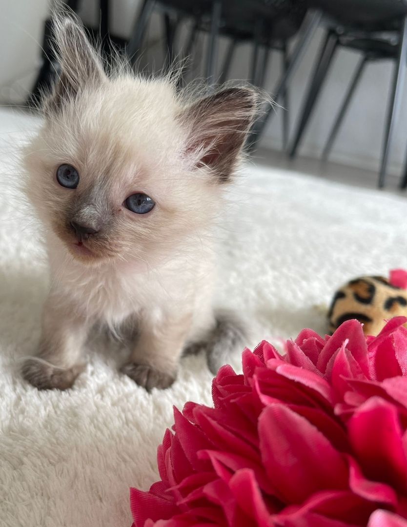 Siam kitten