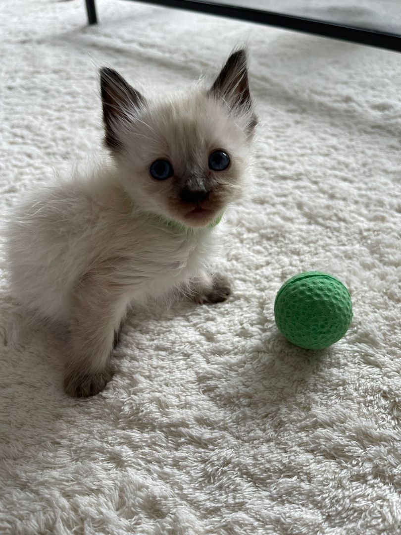 Siam kitten