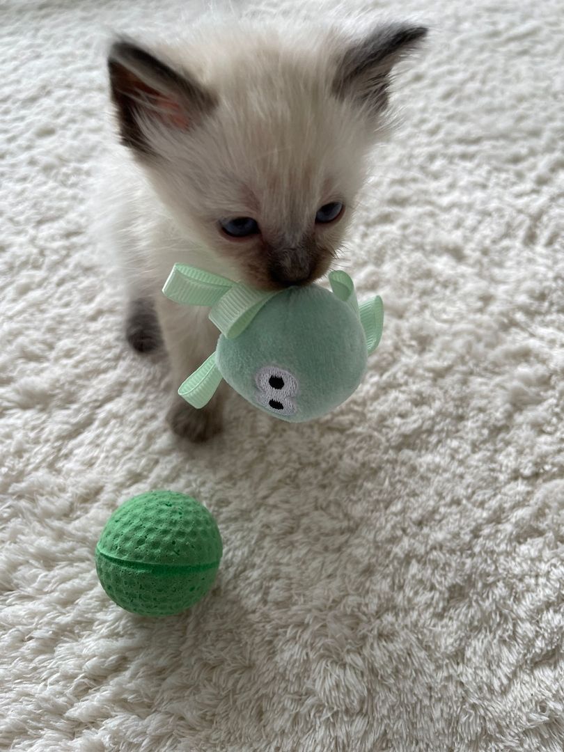 Siam kitten