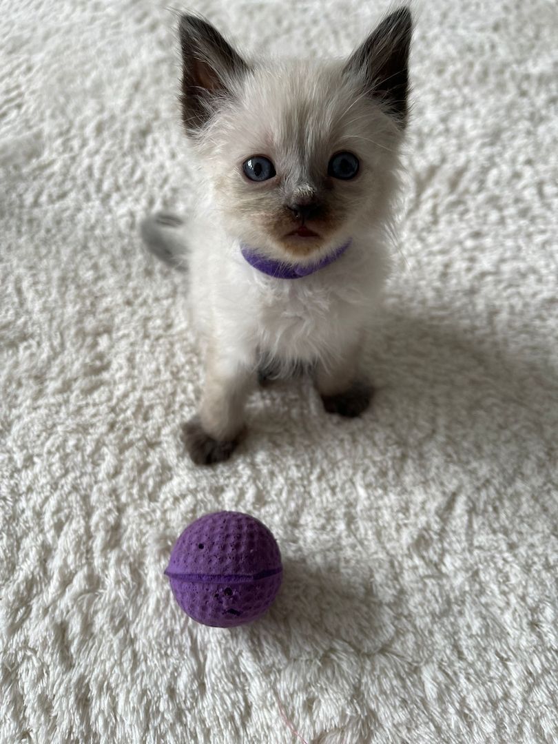 Siam kitten