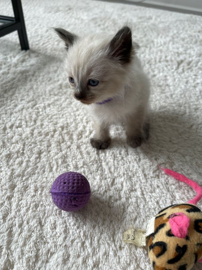 Siam kitten