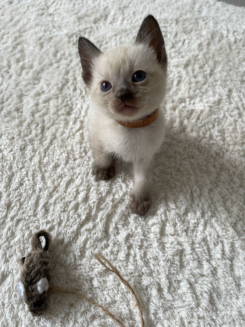 Siam kitten