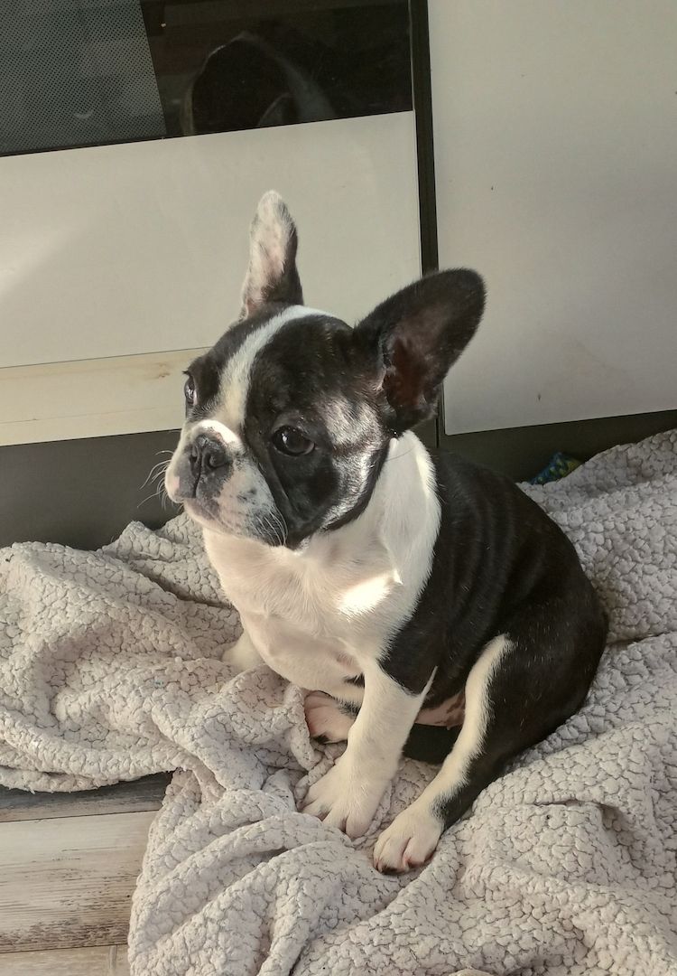 Französisches Bullymädchen sucht neue Abenteuer Französisches Bullymädchen sucht neue Abenteuer