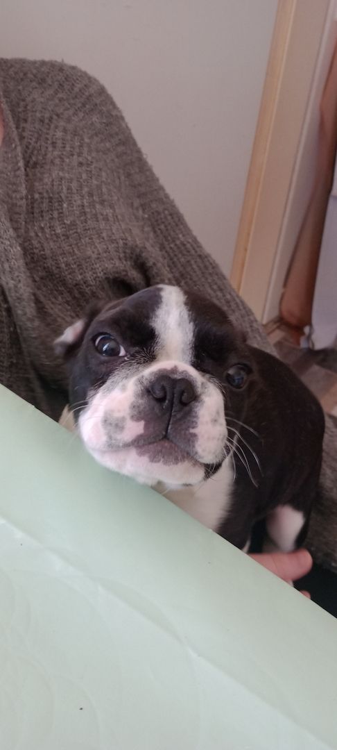 Französisches Bullymädchen sucht neue Abenteuer Französisches Bullymädchen sucht neue Abenteuer