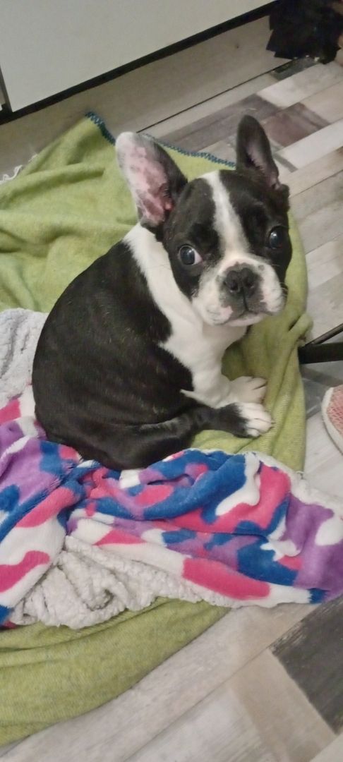 Französisches Bullymädchen sucht neue Abenteuer Französisches Bullymädchen sucht neue Abenteuer