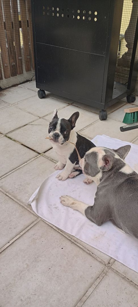 Französisches Bullymädchen sucht neue Abenteuer Französisches Bullymädchen sucht neue Abenteuer