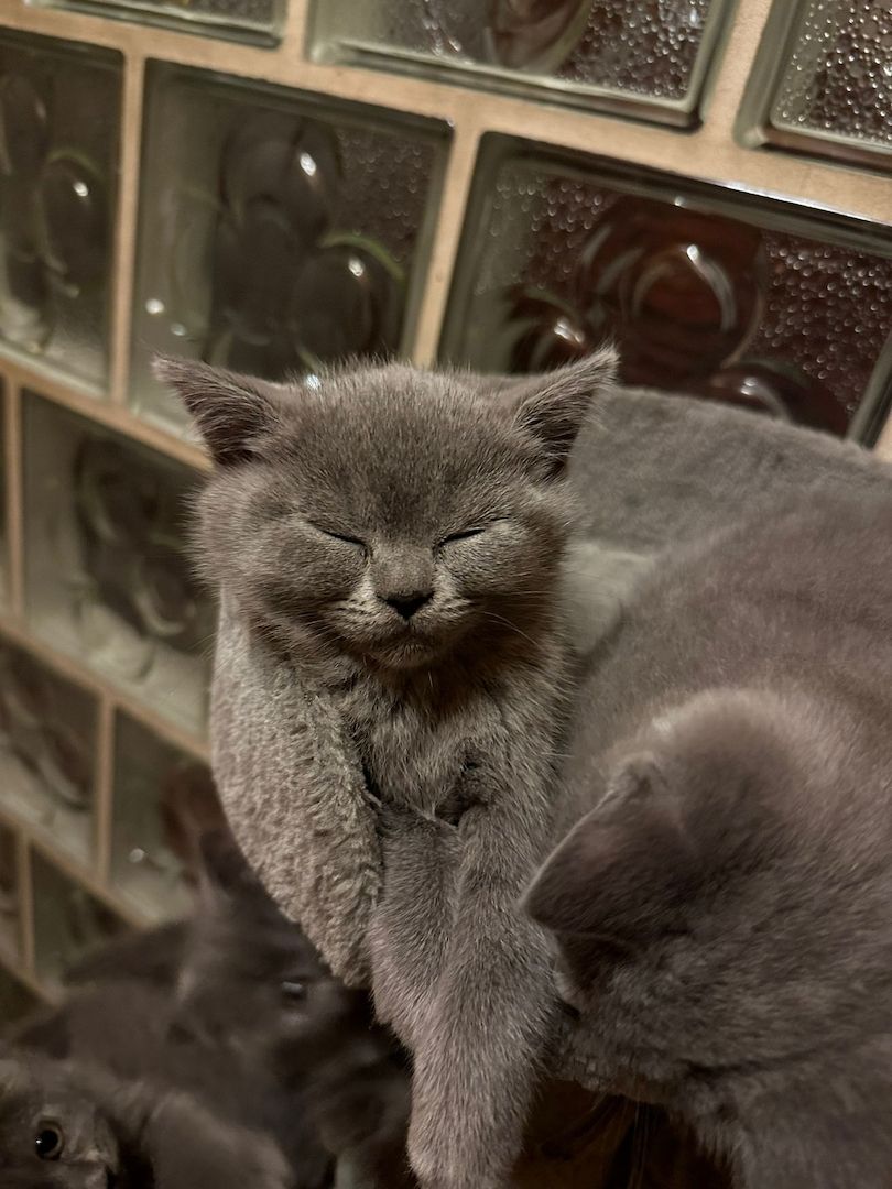 BKH Kitten zu verkaufen