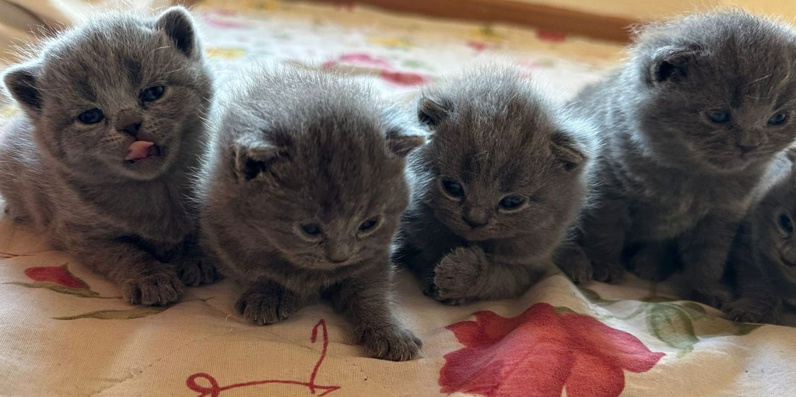 BKH Kitten zu verkaufen