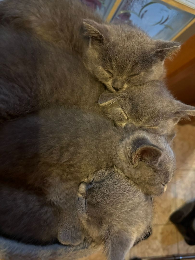 BKH Kitten zu verkaufen