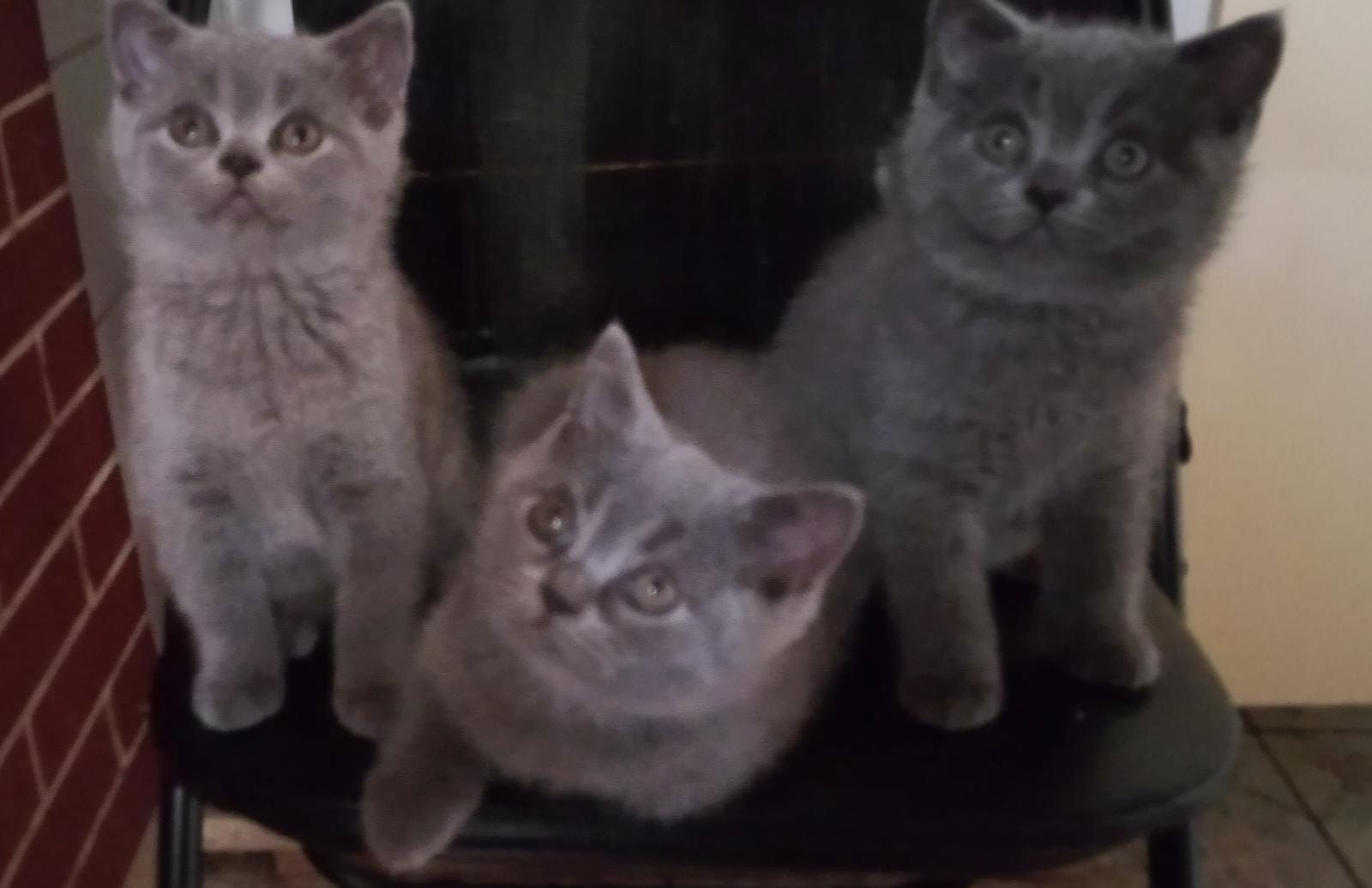 BKH Kitten zu verkaufen