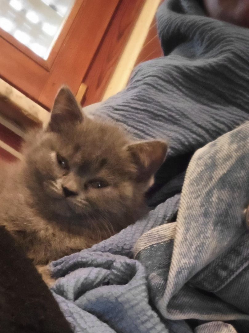 BKH Kitten zu verkaufen