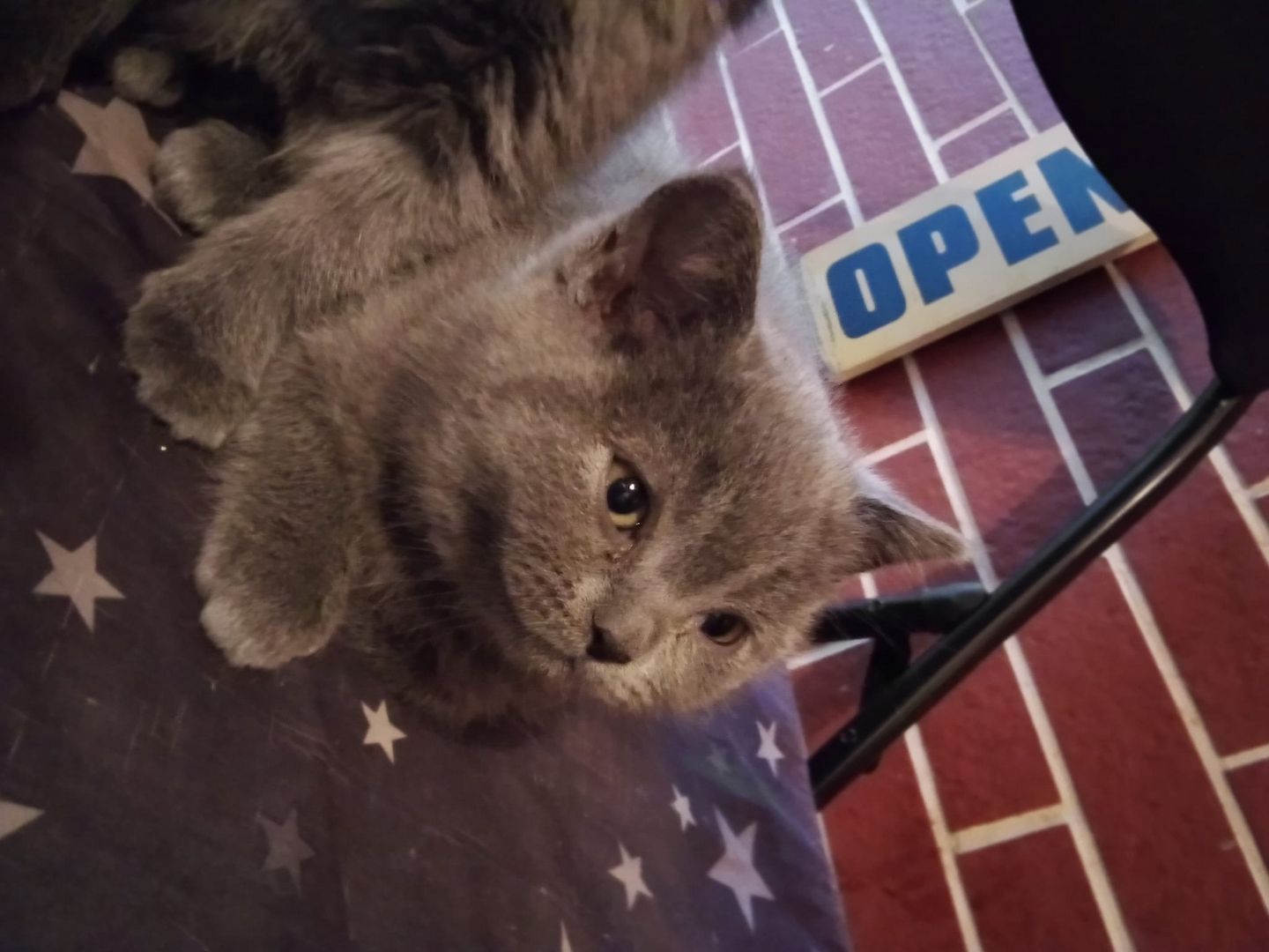 BKH Kitten zu verkaufen