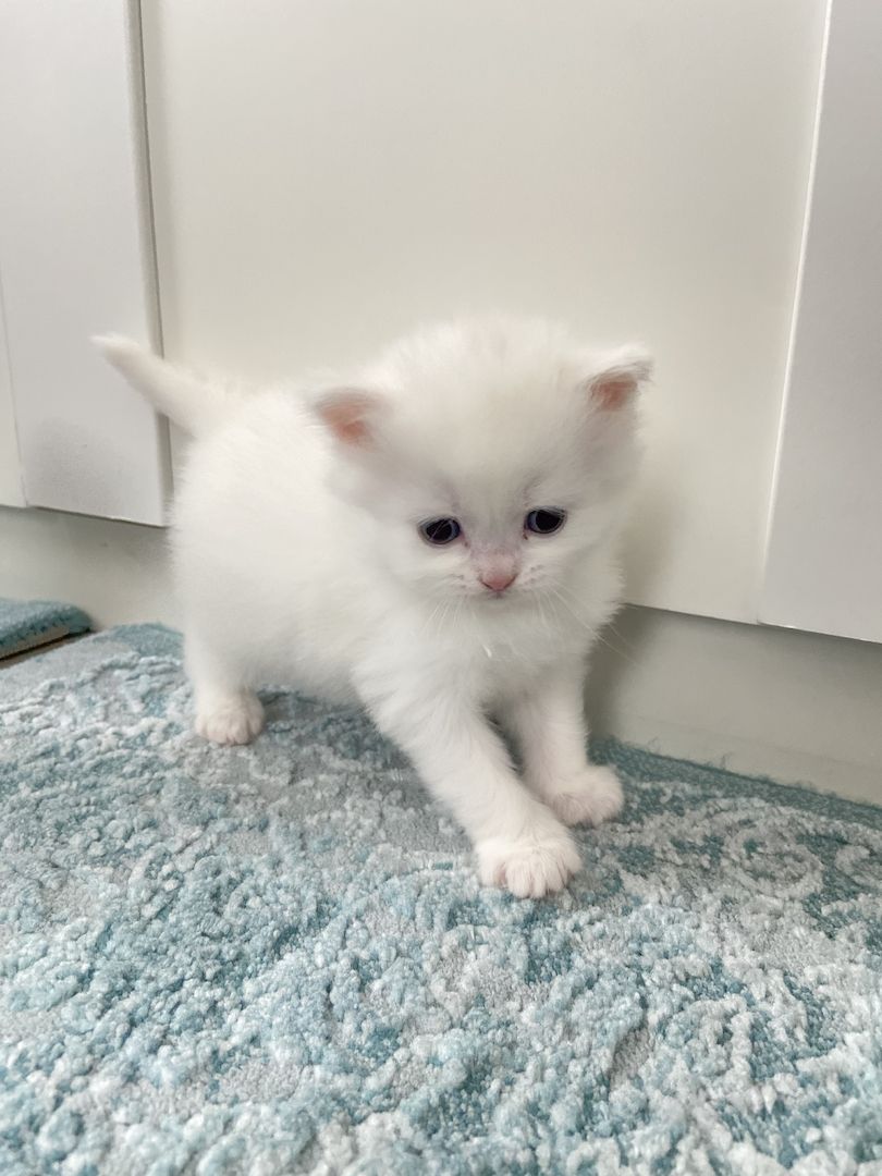 Süße BKH/BLH Kitten