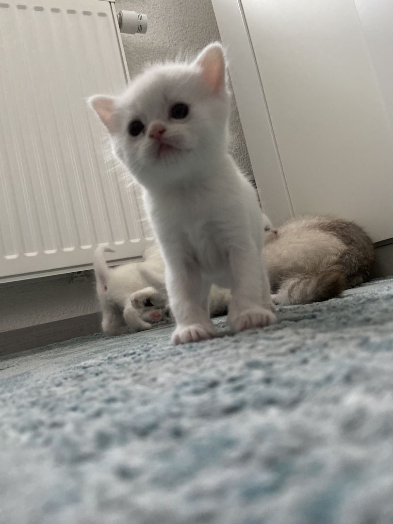 Süße BKH/BLH Kitten