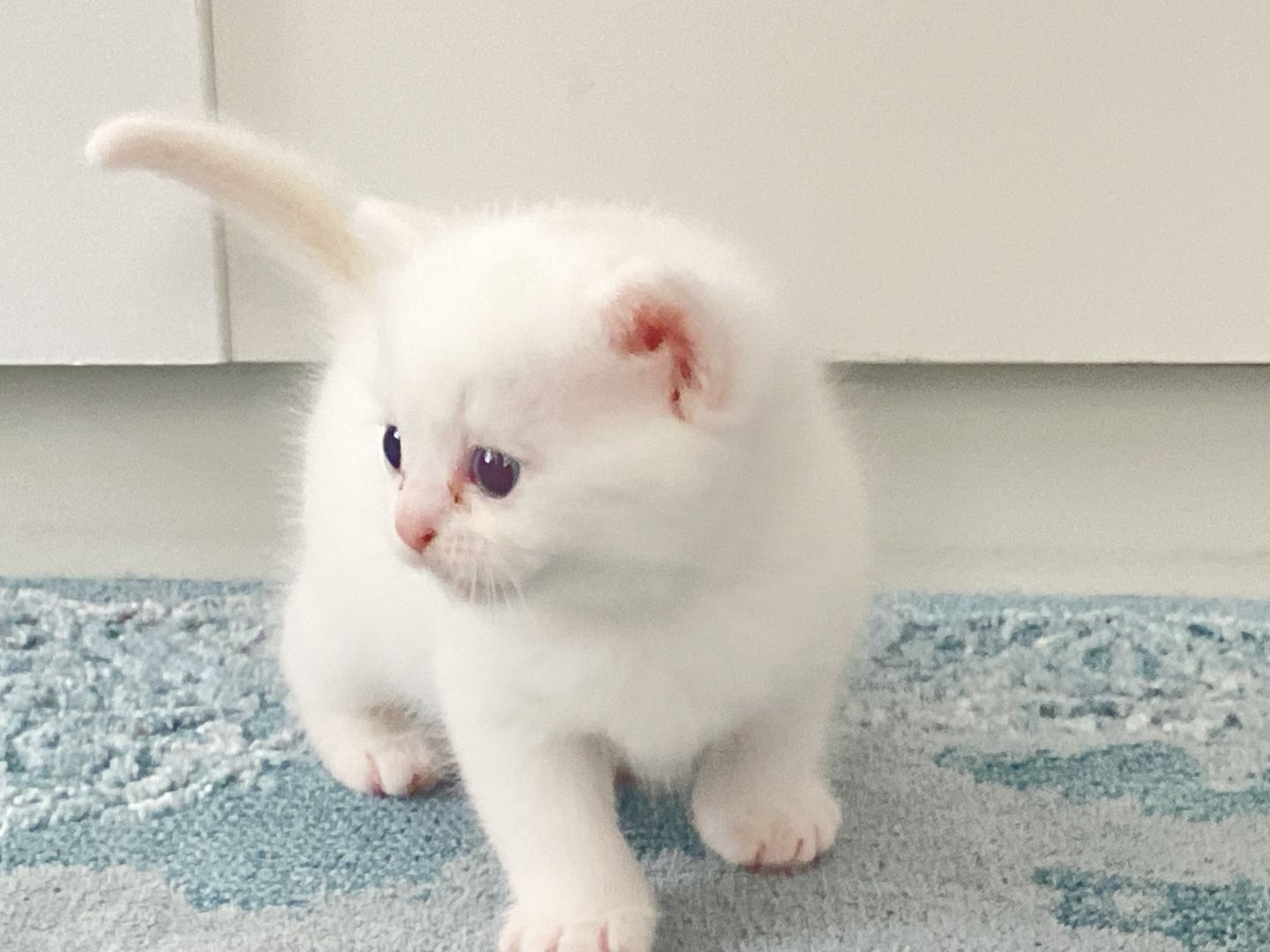 Süße BKH/BLH Kitten