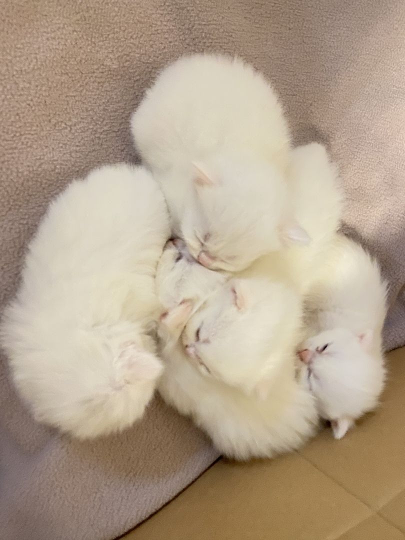 Süße BKH/BLH Kitten