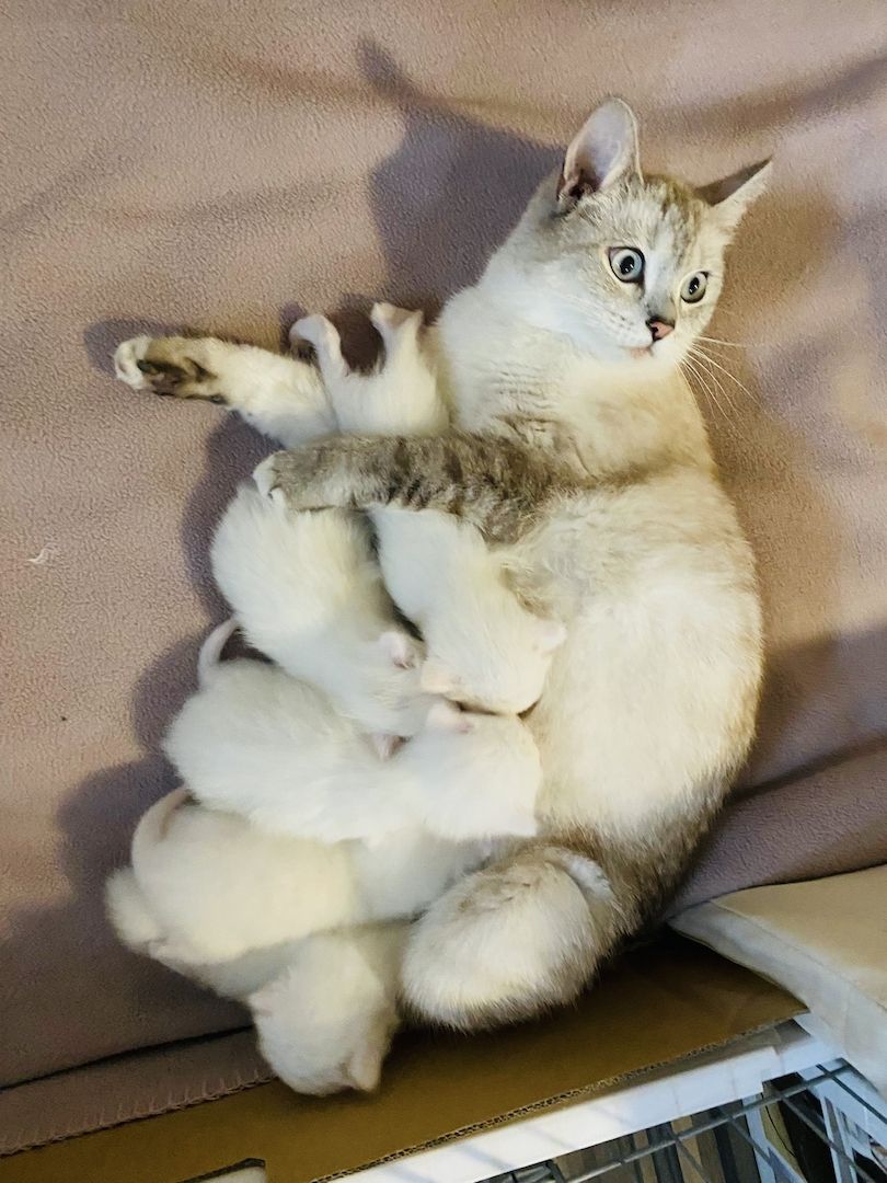 Süße BKH/BLH Kitten