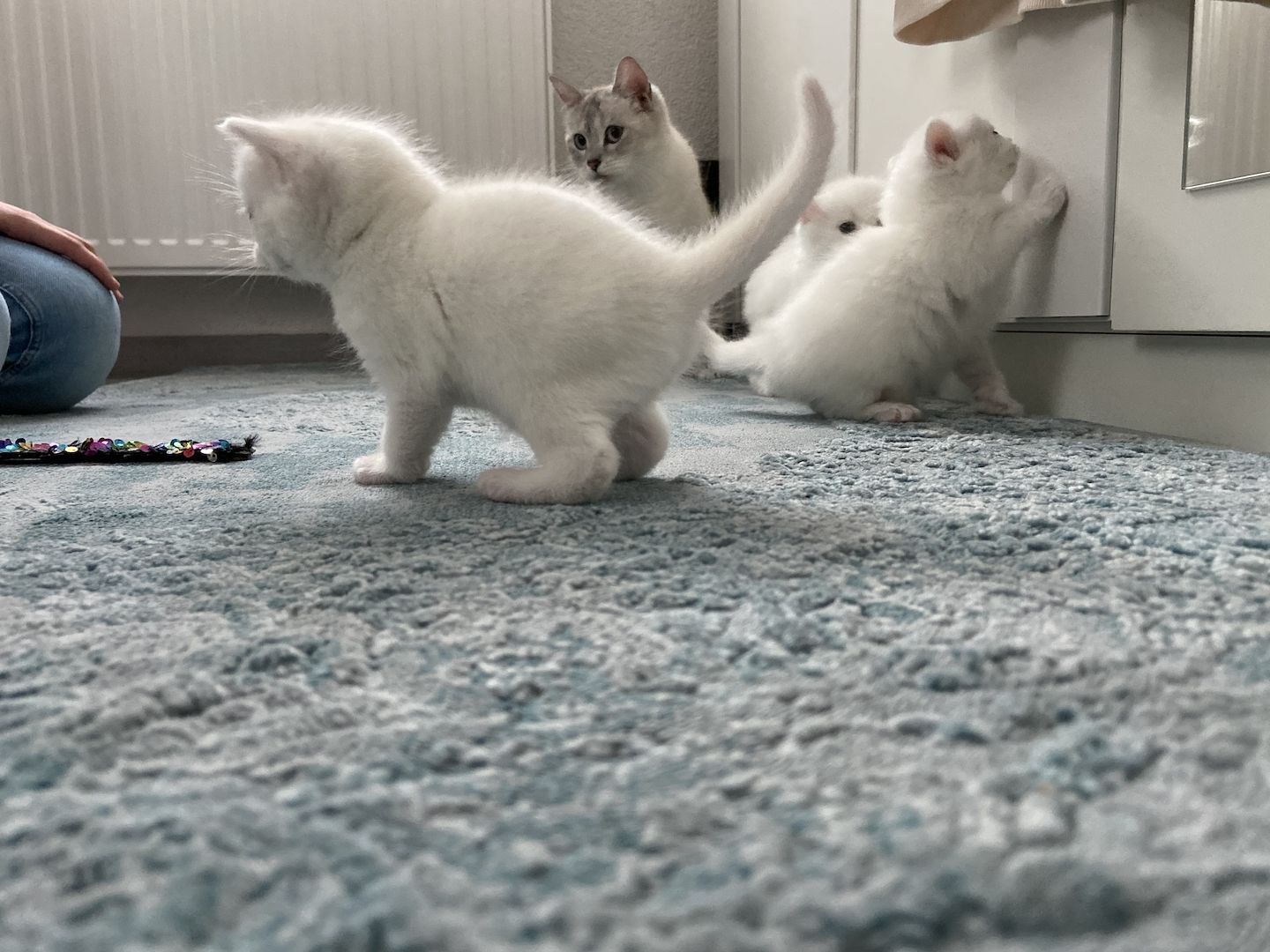 Süße BKH/BLH Kitten
