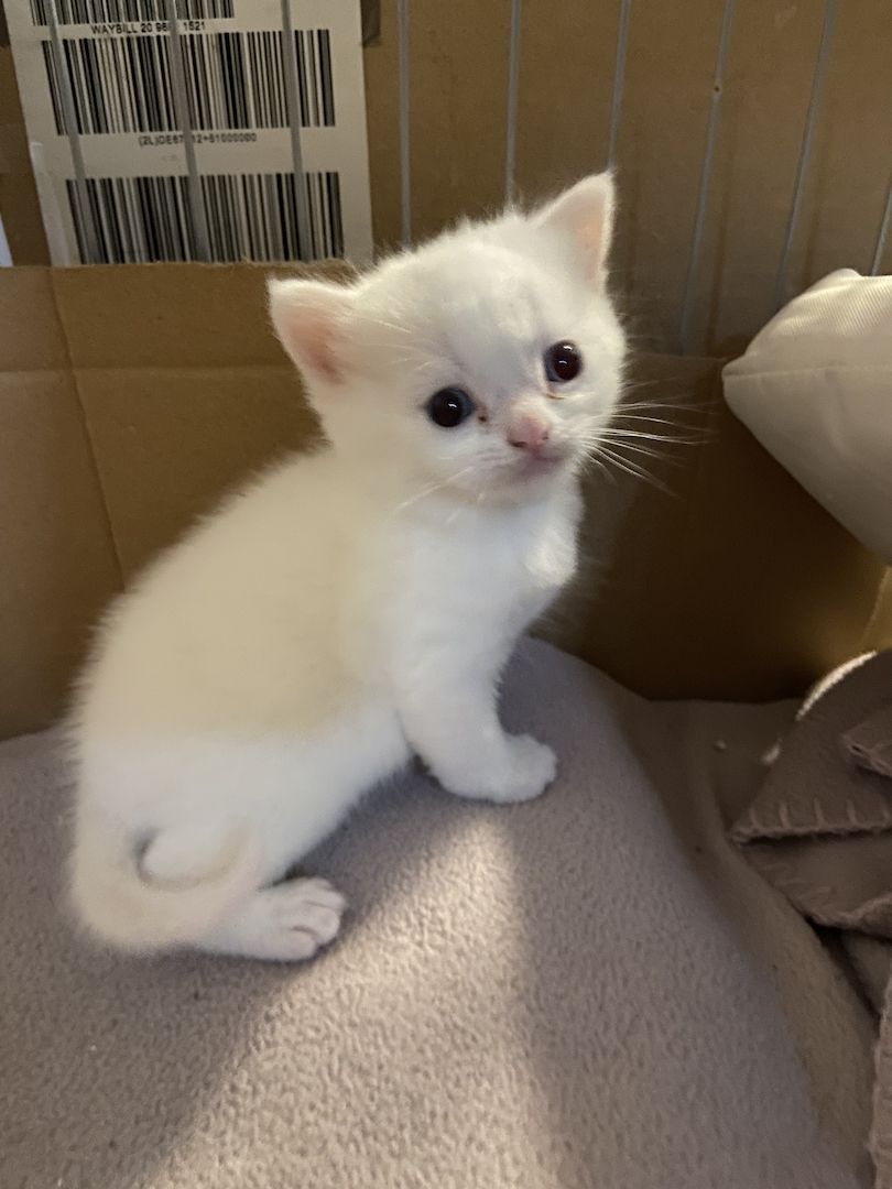 Süße BKH/BLH Kitten