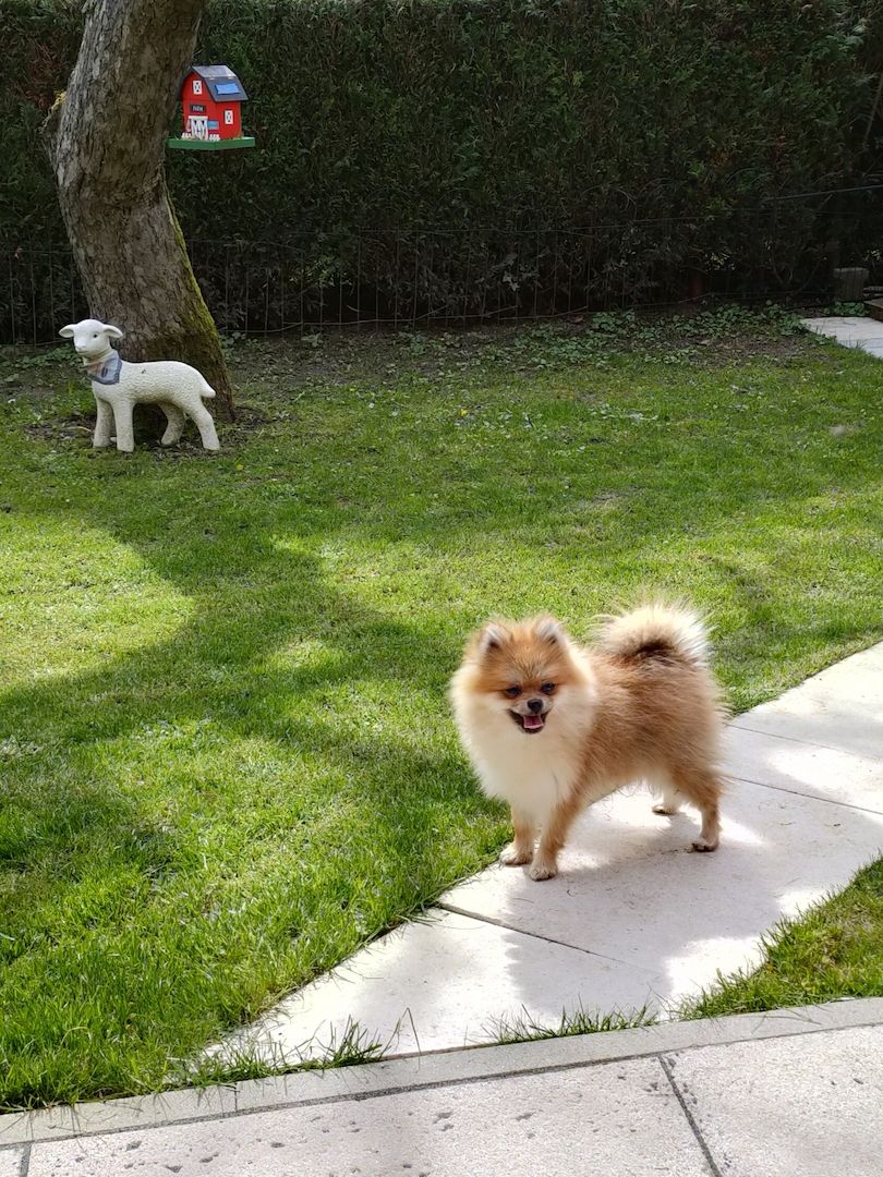 Mini Pomeranian Zwergspitz Welpe (Rüde) 