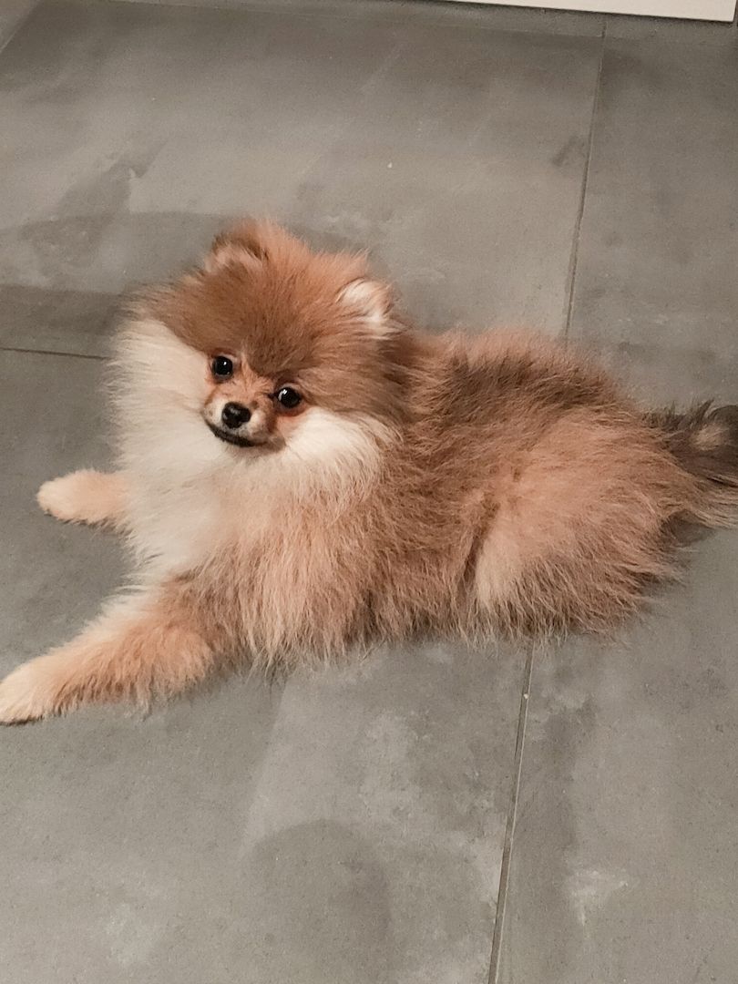 Mini Pomeranian Zwergspitz Welpe (Rüde) 