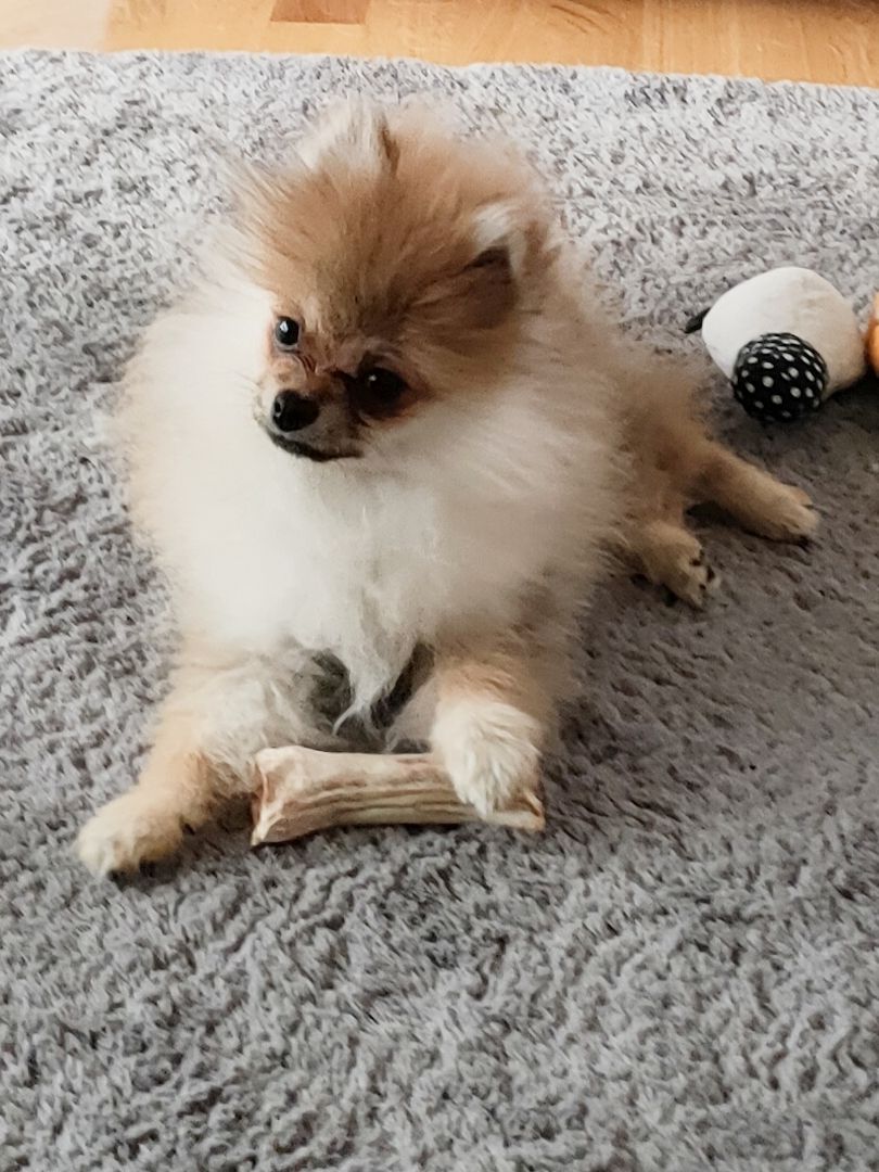 Mini Pomeranian Zwergspitz Welpe (Rüde) 