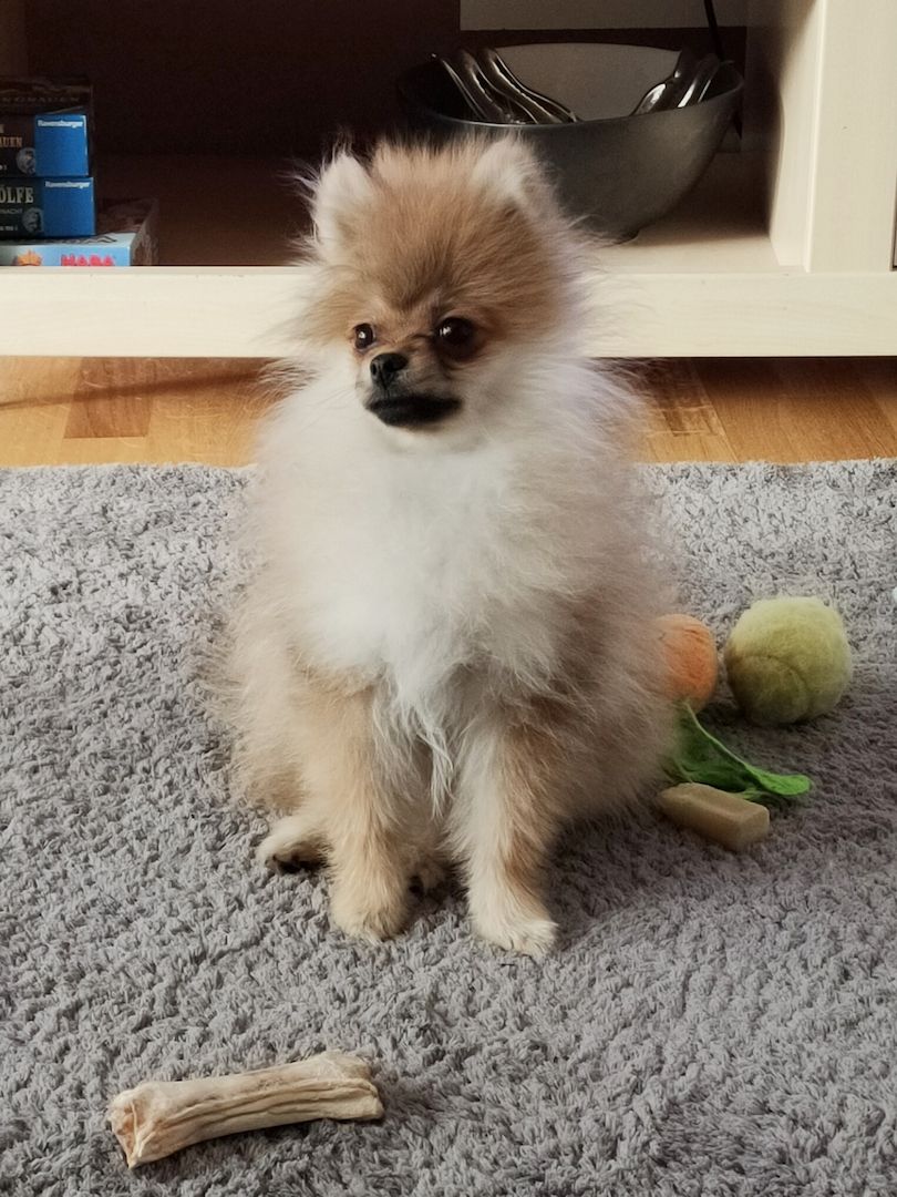 Mini Pomeranian Zwergspitz Welpe (Rüde) 