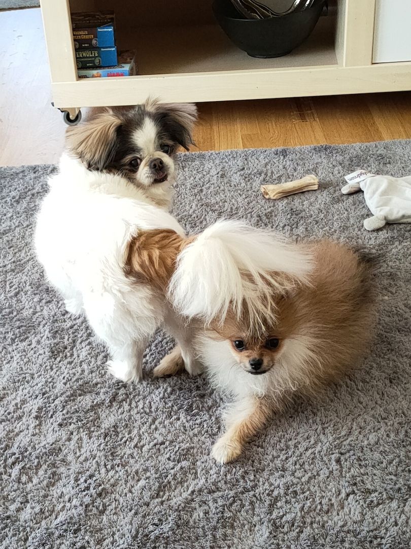 Mini Pomeranian Zwergspitz Welpe (Rüde) 