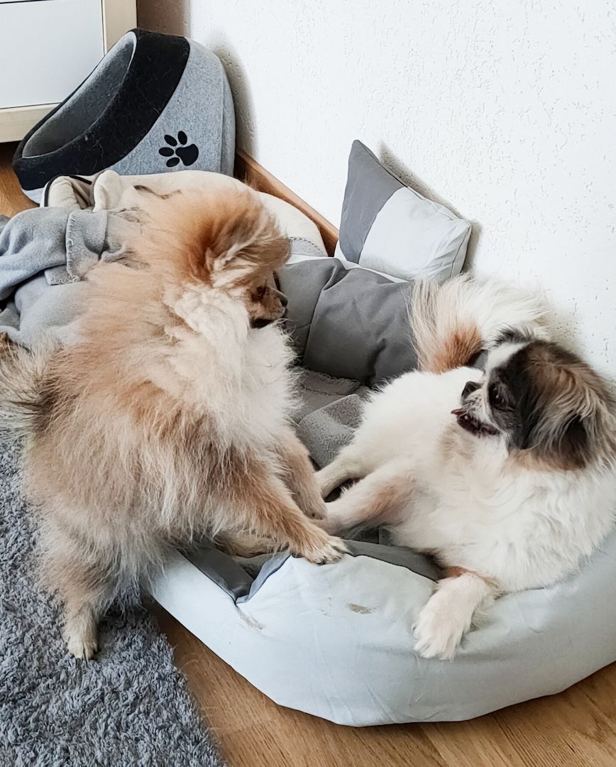 Mini Pomeranian Zwergspitz Welpe (Rüde) 