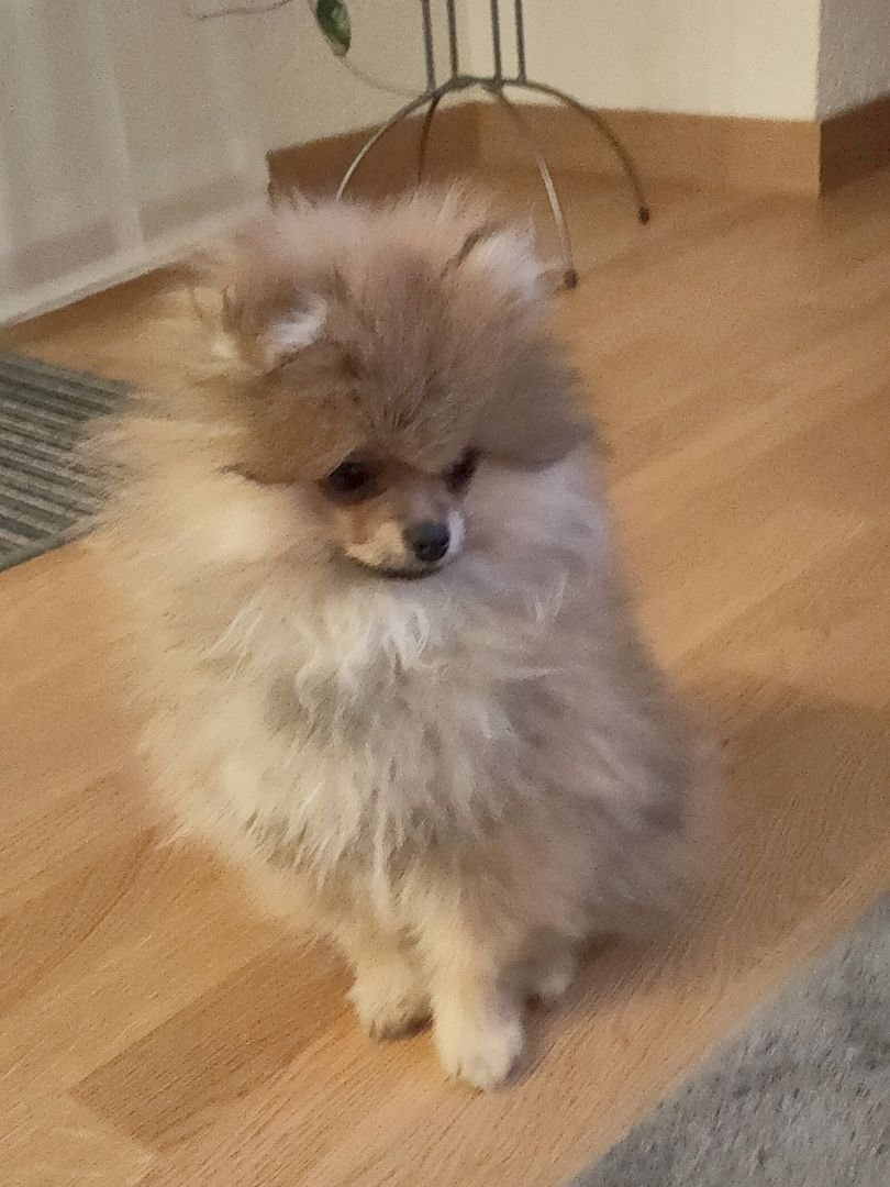 Mini Pomeranian Zwergspitz Welpe (Rüde) 