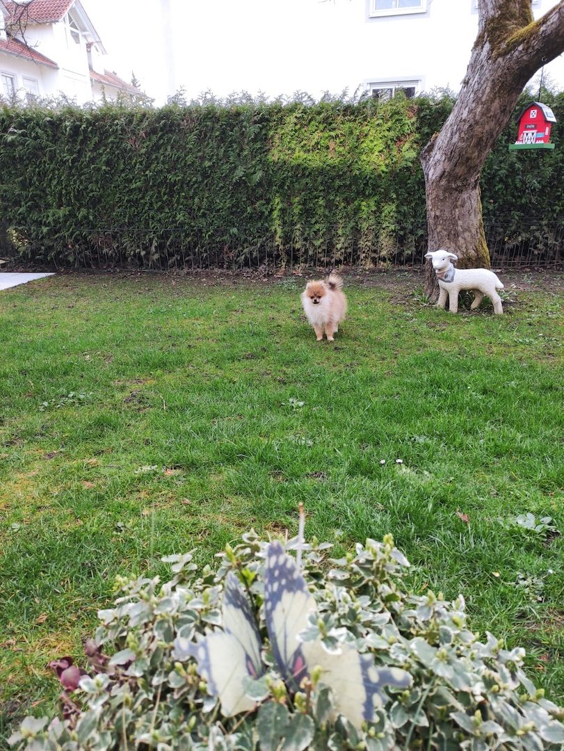 Mini Pomeranian Zwergspitz Welpe (Rüde) 