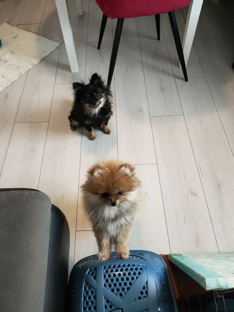 Mini Pomeranian Zwergspitz Welpe (Rüde) 
