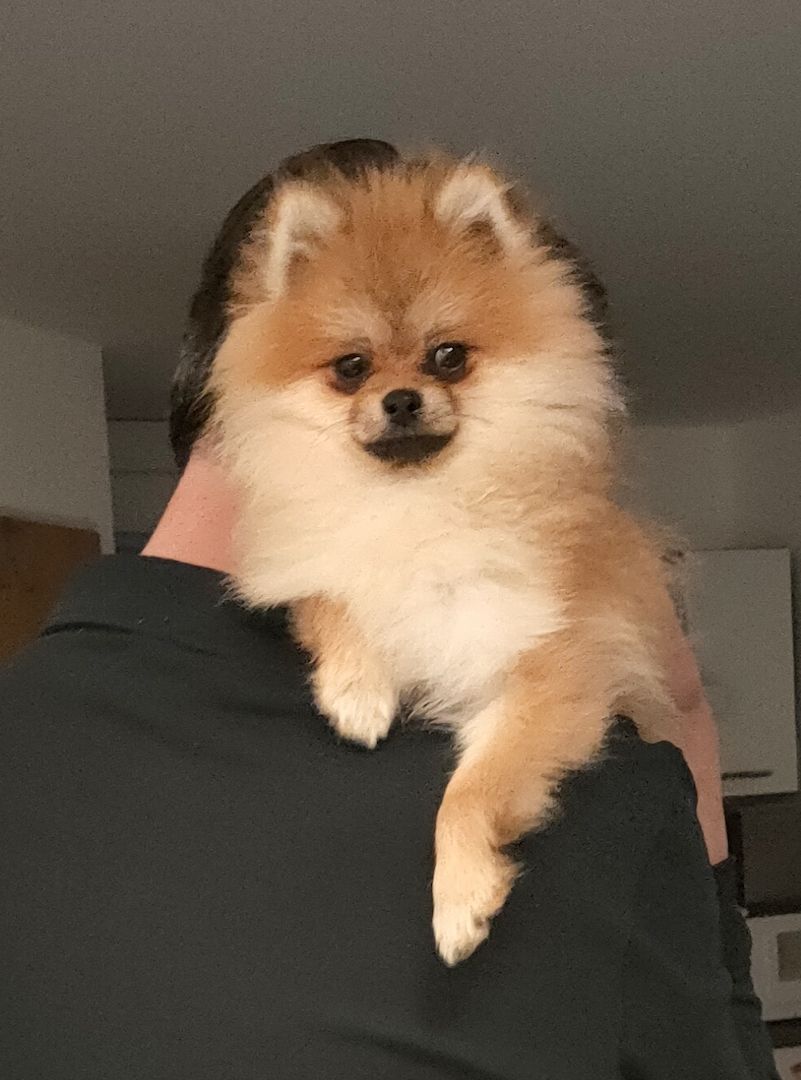 Mini Pomeranian Zwergspitz Welpe (Rüde) 