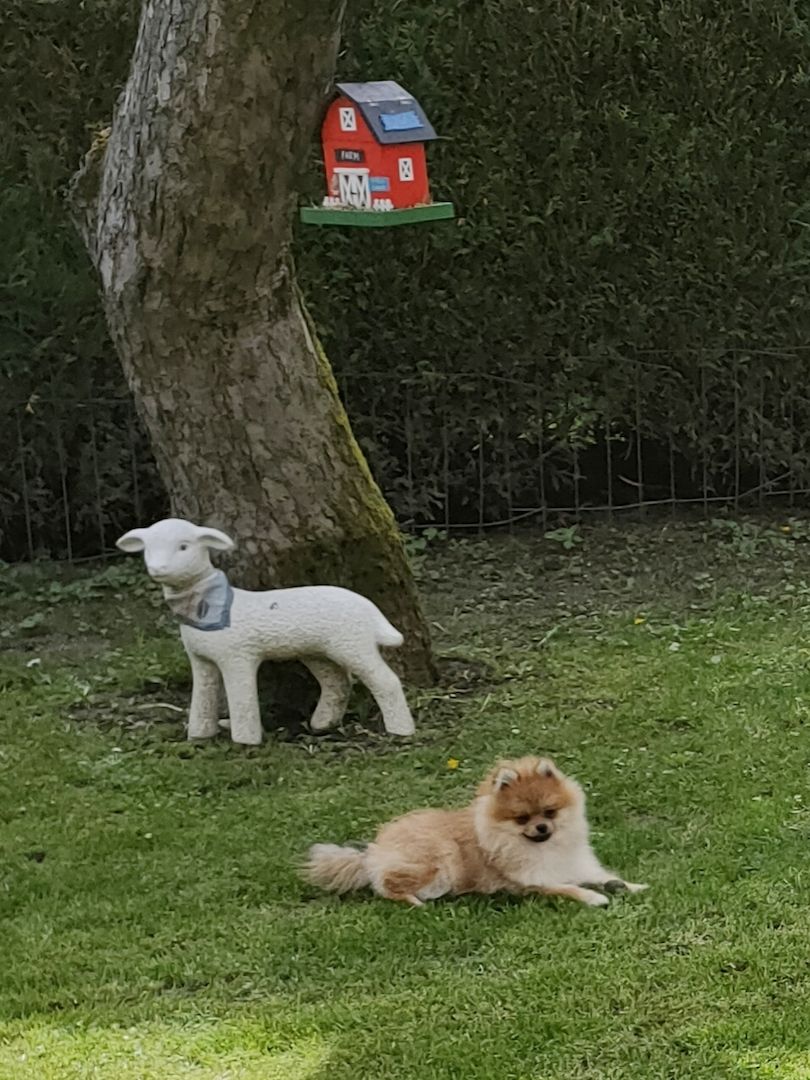 Mini Pomeranian Zwergspitz Welpe (Rüde) 