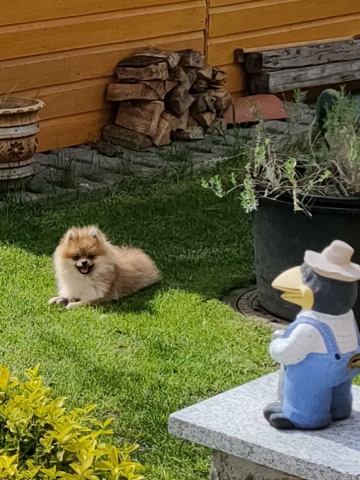 Mini Pomeranian Zwergspitz Welpe (Rüde) 